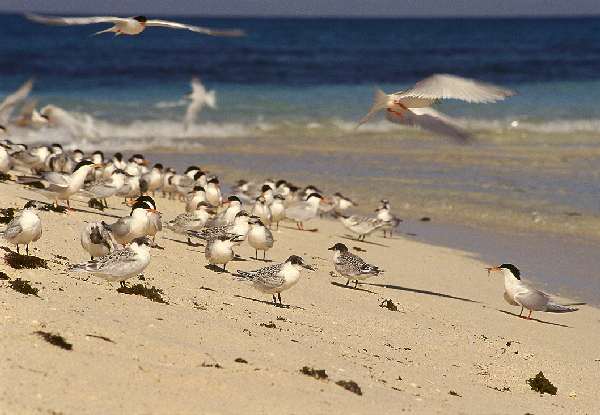 Conférence Indicateurs pour la biodiversité en Nouvelle-Calédonie