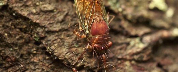 Une vidéo sur les fourmis envahissantes en Nouvelle-Calédonie