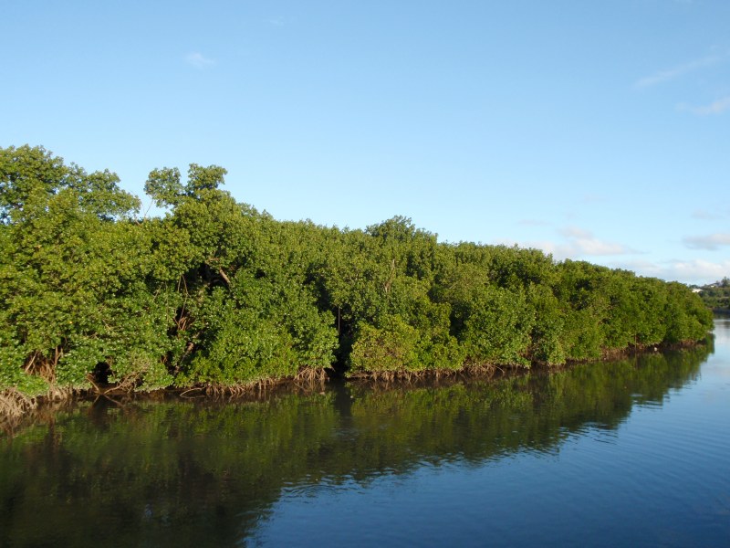 Aux amoureux de la mangrove