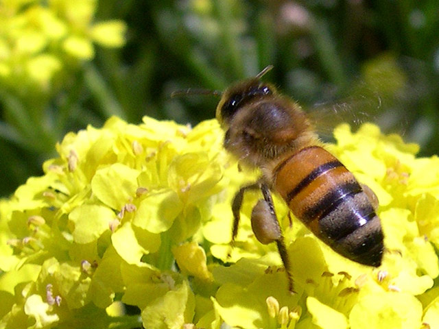 Les abeilles en sursis ?