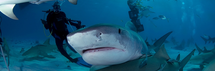 Protection des requins