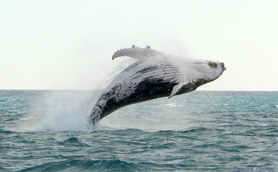 baleine